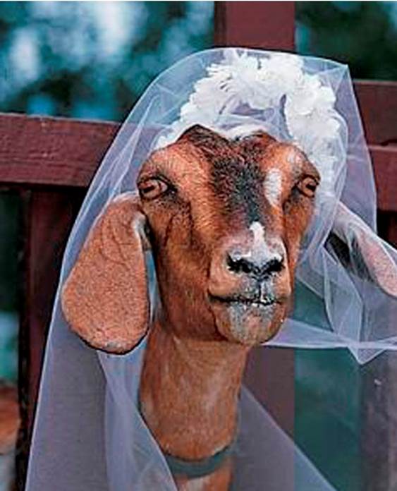 The Sudanese Man Who Married a Goat (2006)