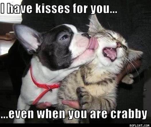The kisses that cats do not like