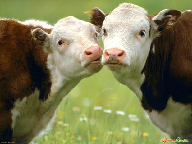 http://www.humorlaugh.com/pictures/miscellaneous_animals_funny_cute_wallpapers/431-mooving-in-for-a-kiss-1.jpeg