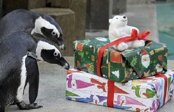 http://www.guy-sports.com/fun_pictures/penguin_present.jpg