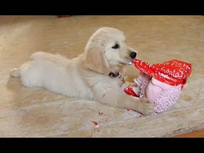 http://daily-random.com/wp-content/uploads/2013/12/funny-dogs-opening-christmas-presents-compilation-2013.jpg