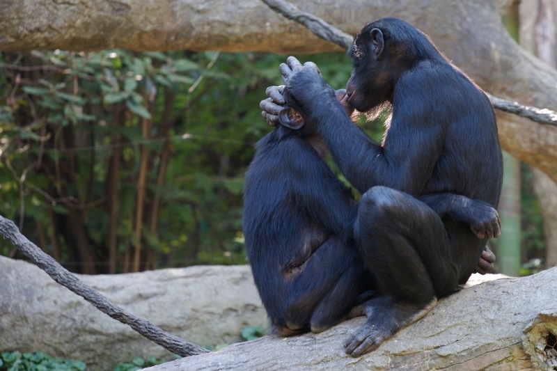 http://i.images.cdn.fotopedia.com/flickr-1712161034-image/Endangered_Species/Endangered/Bonobo/Bonobo-Ape.jpg