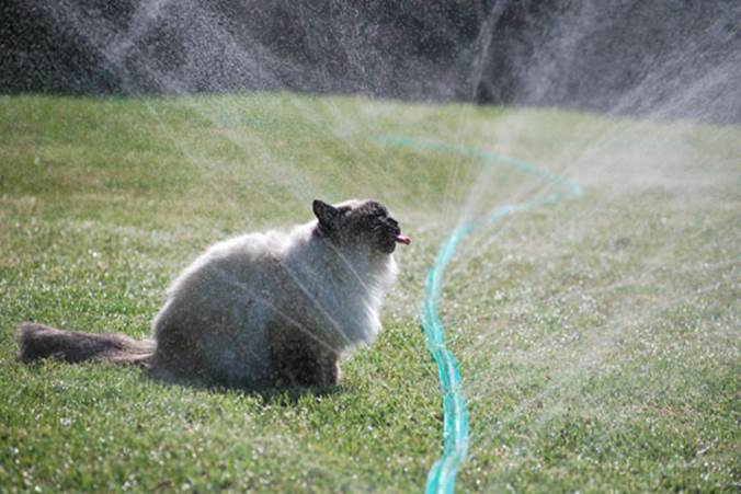 http://cdn.themetapicture.com/media/funny-cat-drinking-water-sprinkler.jpg