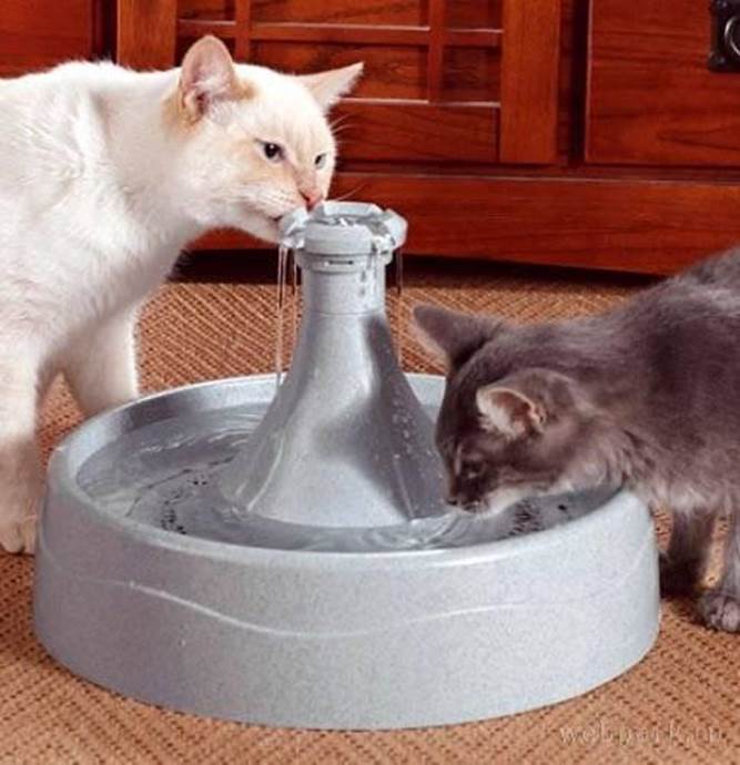 http://www.joy2day.com/fun-hi-fun/funny-pictures/images/funny-picture-cats-drinking-water.jpg