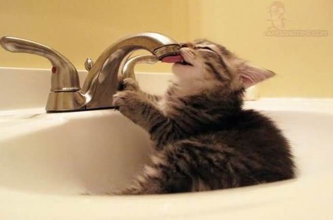 http://www.amusingtime.com/images/01/funny-cat-drinking-water-from-sinks-tap.jpg