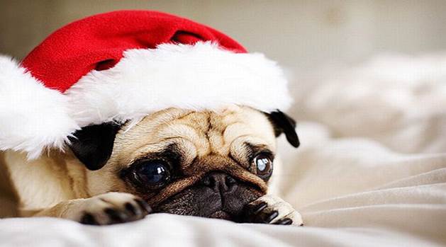 http://xaxor.com/images/Funny-Christmas-animals/Funny-Christmas-animals18.jpg