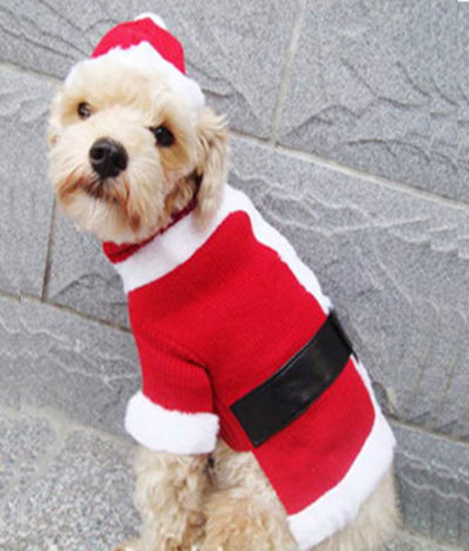 http://animalcentral.net/blog/wp-content/uploads/2010/12/christmas-costume-3243220054252602401.jpg