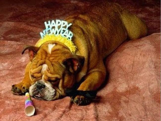 http://theverybesttop10.files.wordpress.com/2013/12/the-world_s-top-10-funniest-images-of-animals-with-new-years-day-hangovers-9.jpg?w=584&h=437