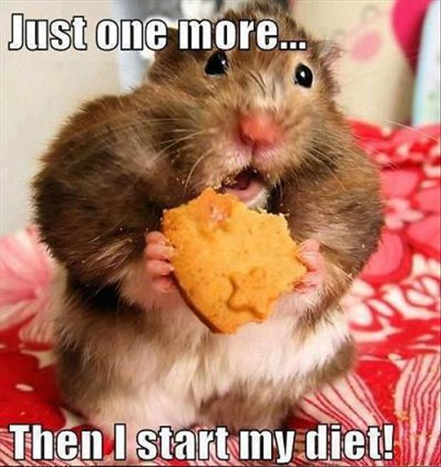 http://www.dumpaday.com/wp-content/uploads/2013/01/funny-diets-new-years-resolutions.jpg