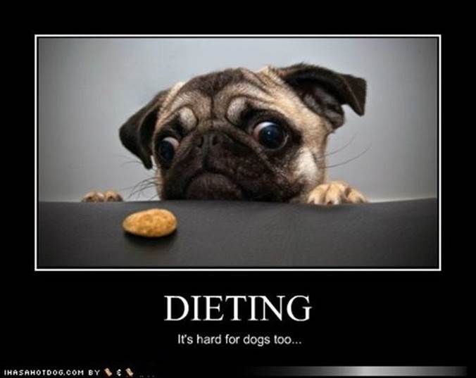 http://www.vitamin-ha.com/wp-content/uploads/2012/12/Vh-funny-diet-pug.jpg