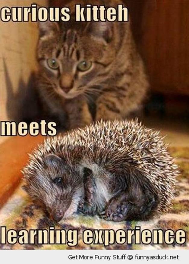 http://funnyasduck.net/wp-content/uploads/2012/11/funny-learning-experience-cat-stalking-hedgehog-pics.jpg