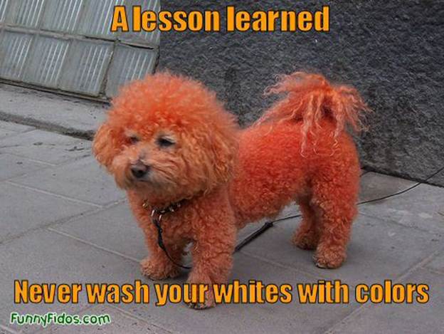 http://sadderbutwiser.files.wordpress.com/2012/12/funny-dog-picture-lesson-learned.jpg?w=584