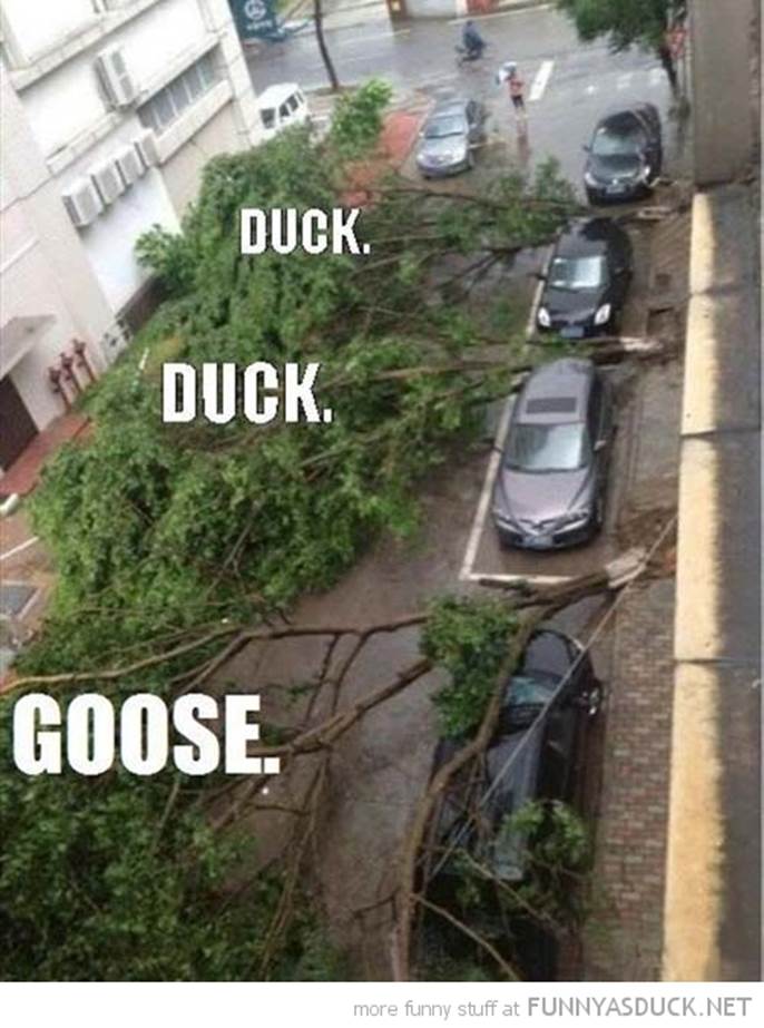 http://funnyasduck.net/wp-content/uploads/2013/07/funny-duck-goose-fallen-trees-cars-pics.jpg