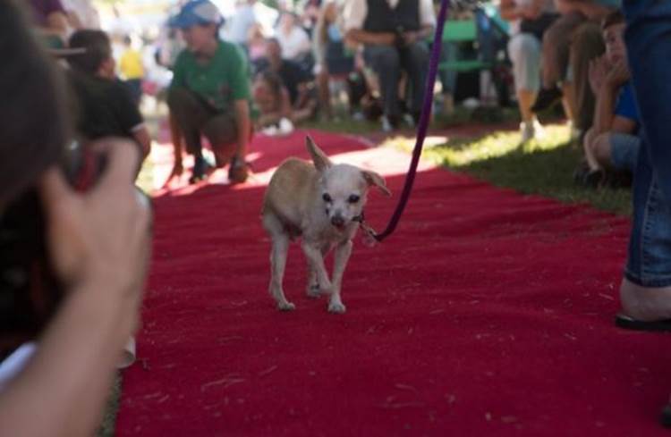 Addie on the red carpet