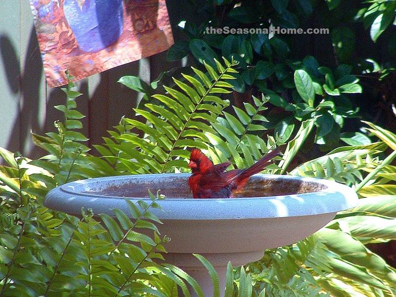 http://theseasonalhome.com/wp-content/uploads/2011/03/cardinal-in-birdbath.jps_g.jpg