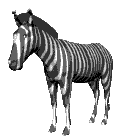 zebra animation