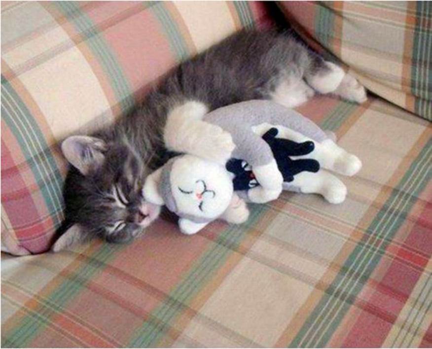 Real stuffed animals pics part2 45 Funny: Real animals & stuffed animals pics {Part 2}