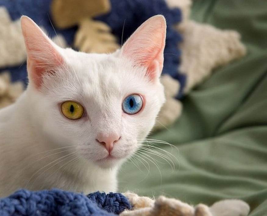 More cats with eyes of different color14 More cats with eyes of different color