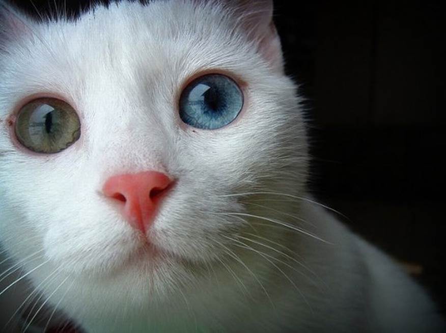 More cats with eyes of different color16 More cats with eyes of different color