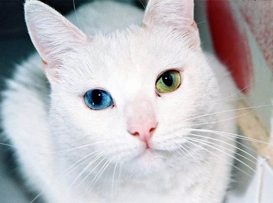 More cats with eyes of different color18 More cats with eyes of different color