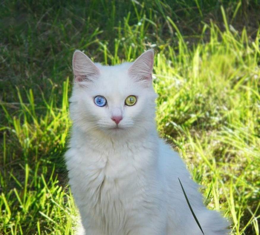 More cats with eyes of different color20 More cats with eyes of different color