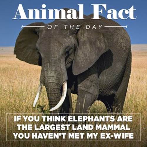 http://r.fod4.com/s=w400,pd1/o=80/http:/p.fod4.com/p/snacks/iw7Gi5VcRveLmwJS2wvE_Snacks_AnimalFacts_Elephant.jpg