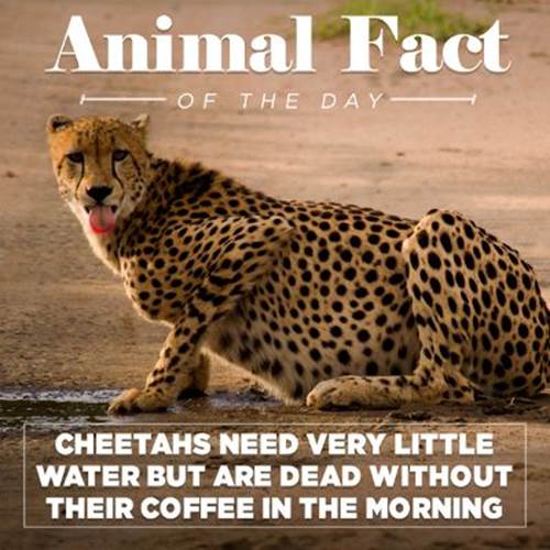 http://r.fod4.com/s=w400,pd1/o=80/http:/p.fod4.com/p/snacks/34YKcLZTC27xnFs4yshL_Snacks_AnimalFacts_Cheetah2.jpg
