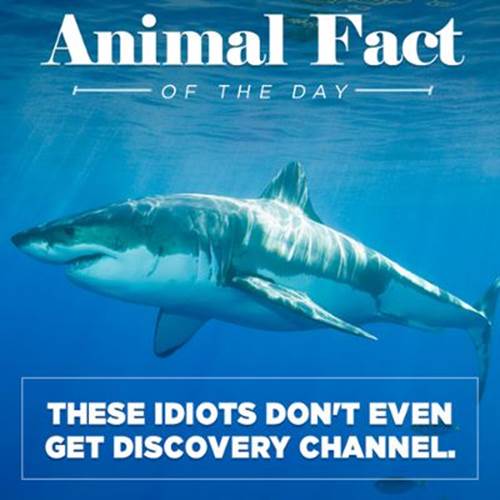 http://r.fod4.com/s=w400,pd1/o=80/http:/p.fod4.com/p/snacks/RU7uCRoQBCARqsEbkujg_Snacks_AnimalFacts_Sharks.jpg