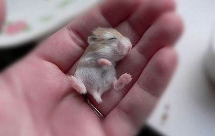 Smallest Animals
