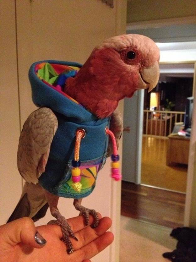 NRI Parrot