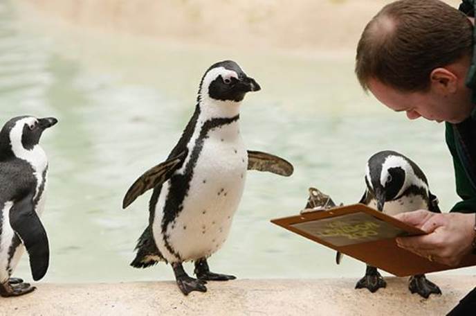 Exam Of Penguins