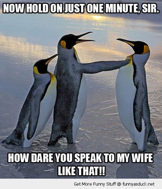 http://funnyasduck.net/wp-content/uploads/2012/11/funny-angry-penguins-fighting-hold-on-wife-pics.jpg