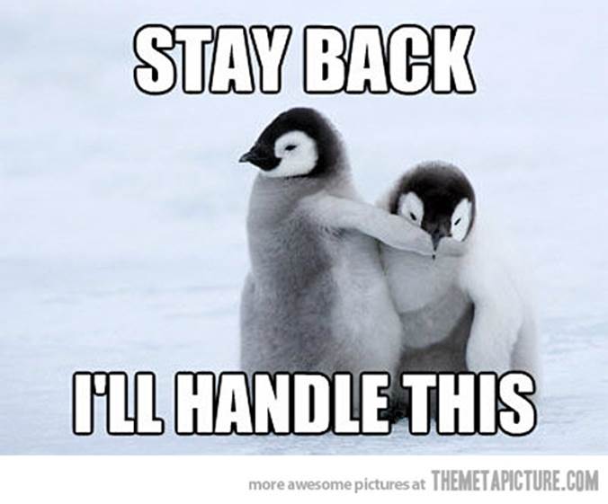 http://themetapicture.com/media/funny-baby-penguins-cute-fight.jpg