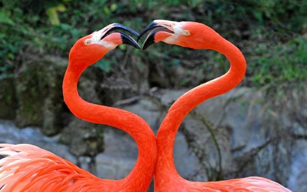 flamingos kissing