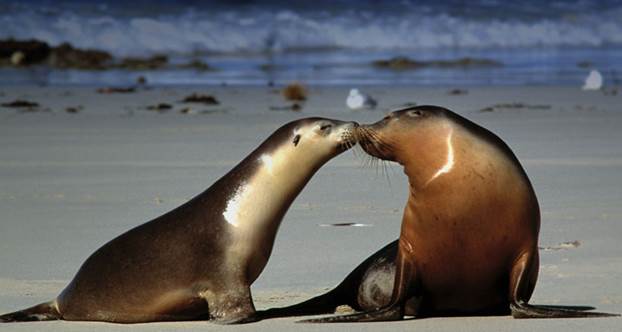 Bing Images - Kissing Seals - Des otaries à fourrure australe (Arctocephalinae australis) -- Shoot Shoot/Photolibrary