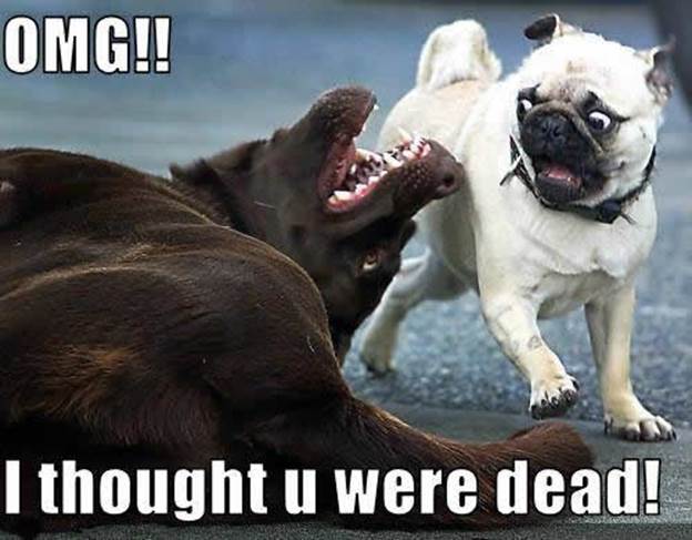 http://www.crazywebsite.com/Website-Clipart-Pictures-Videos/Funny-Pets-Animals/hilarious_animal_pictures_funny_dogs_photos_words_thought_you_were_dead-1MD.jpg