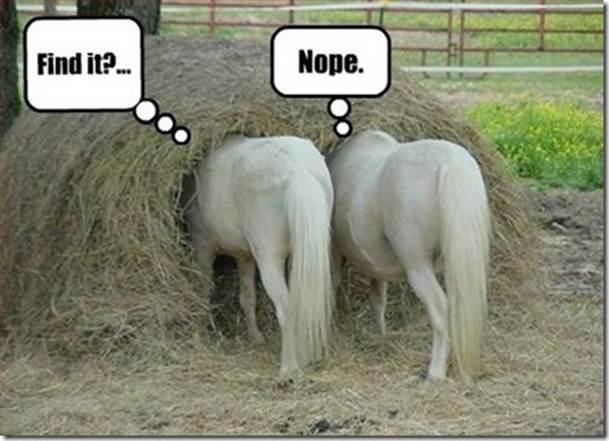 Pictures of Funny Animals funny horse pics Finding the lost in the haystack Funny Animal Pictures With Words