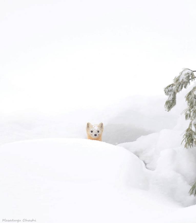 http://1.bp.blogspot.com/-I9w6sHSuoJs/UuKCok04tfI/AAAAAAAAE-0/E8MBlOnl_9s/s1600/animals-in-winter-14.jpg