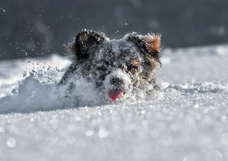 http://3.bp.blogspot.com/-MoWFh5i4F4o/UuKDCtsLFFI/AAAAAAAAE_U/O8LUECRVezQ/s1600/animals-in-winter-17.jpg