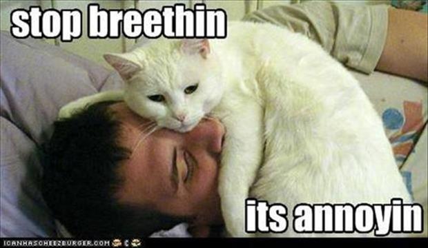 http://www.dumpaday.com/wp-content/uploads/2013/03/funny-cat-sleeping-on-your-face2.jpg