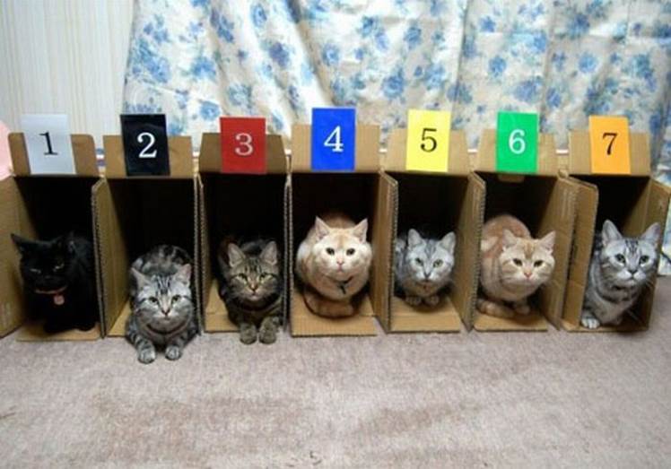 Funny cats organizing09 Funny: Cats organizing
