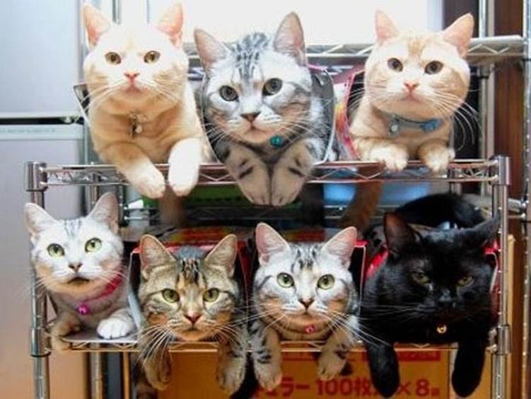 Funny cats organizing11 Funny: Cats organizing