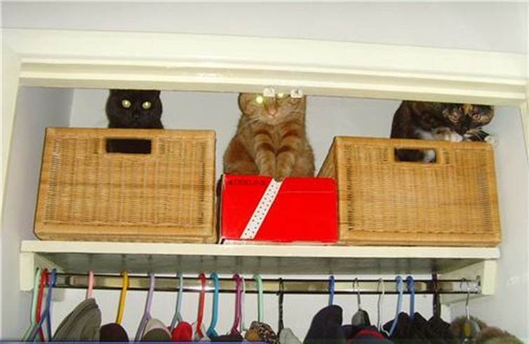 Funny cats organizing13 Funny: Cats organizing