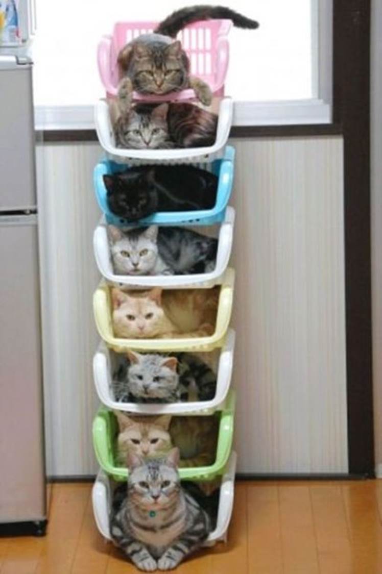 Funny cats organizing14 Funny: Cats organizing