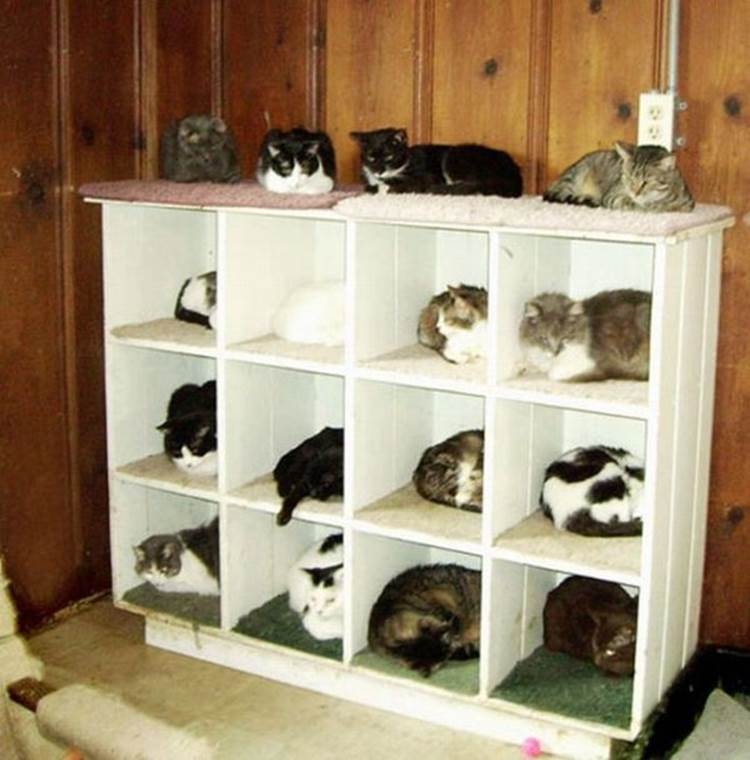 Funny cats organizing15 Funny: Cats organizing