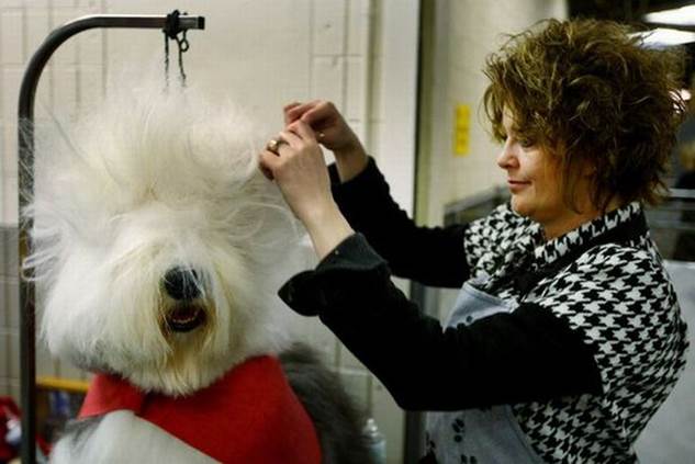 worst dog haircuts 07 Funny: Worst haircuts of dogs