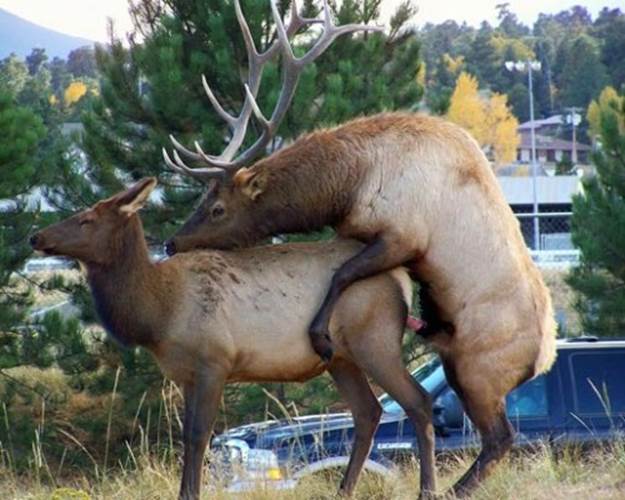 Amazing Animals Captred While Making Love 2 Funny: Animals making love