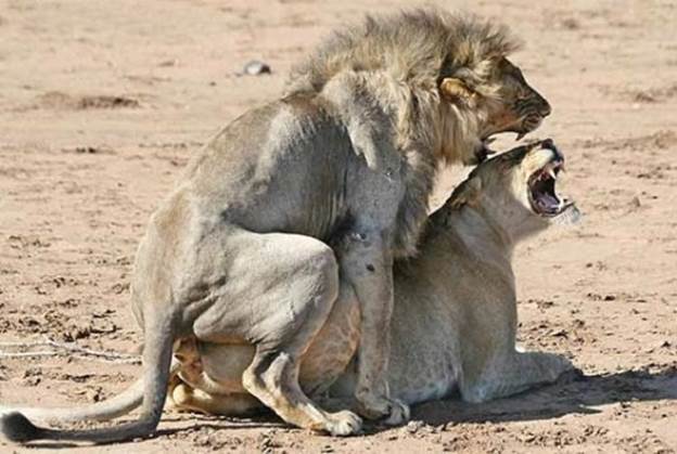 Amazing Animals Captred While Making Love 6 Funny: Animals making love