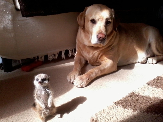A meerkat and a dog who are totally comfortable with their friendship and frankly wondering why you are looking at them like that.