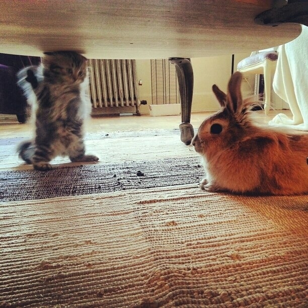 A kitten animatedly explaining her opinions to a disinterested rabbit.